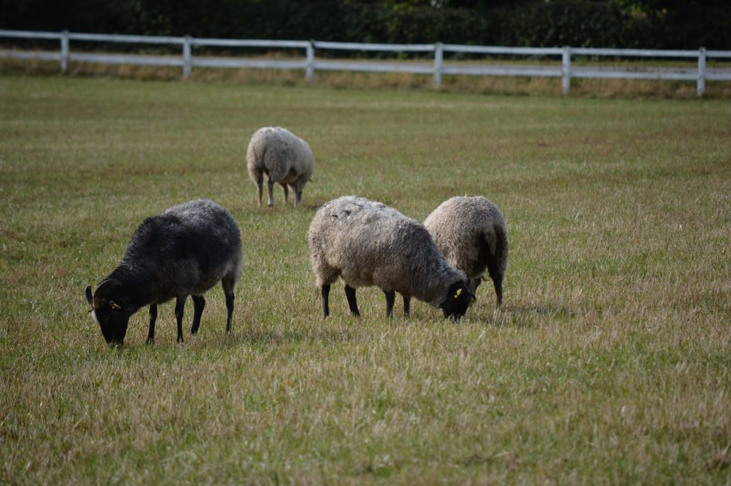 La Polizia sta investigando su una mattanza di pecore e galline