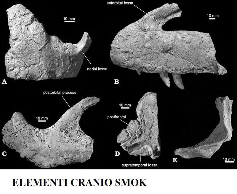 il misterioso Drago di Lisowice